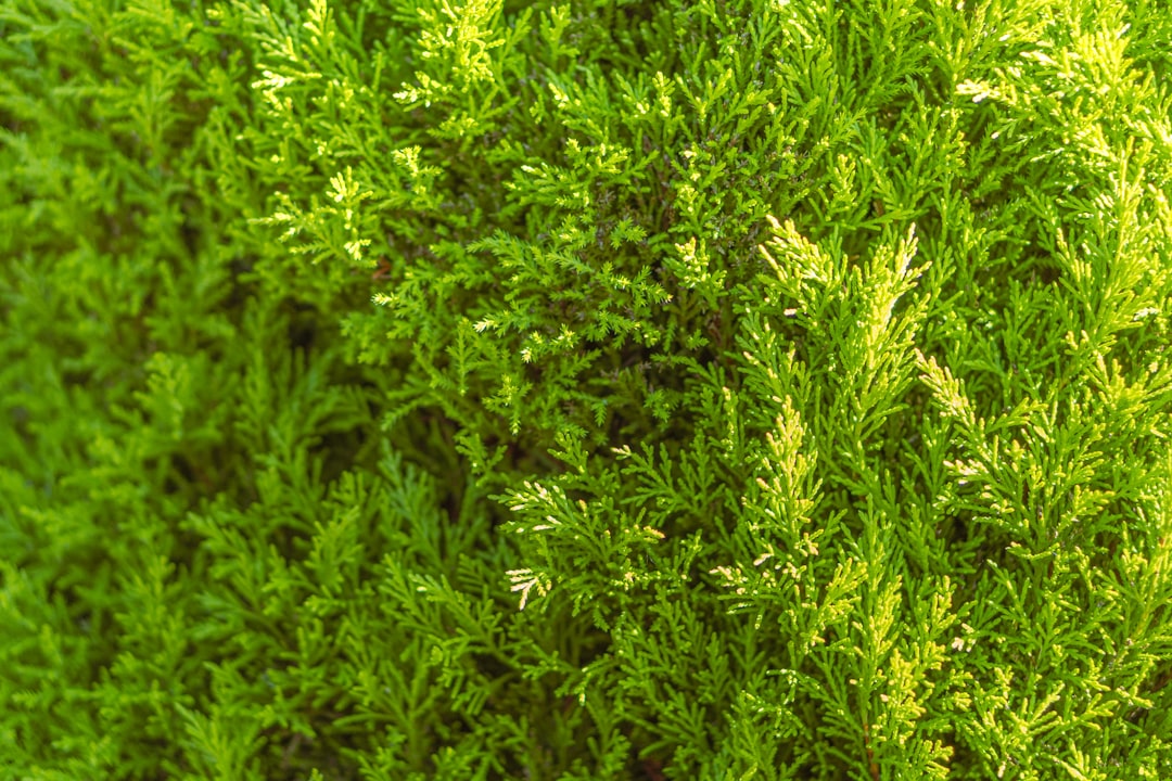 Photo Wetland moss