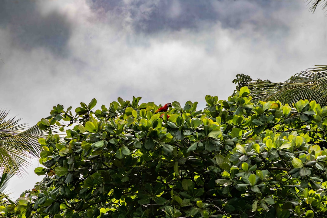 Photo Lush foliage