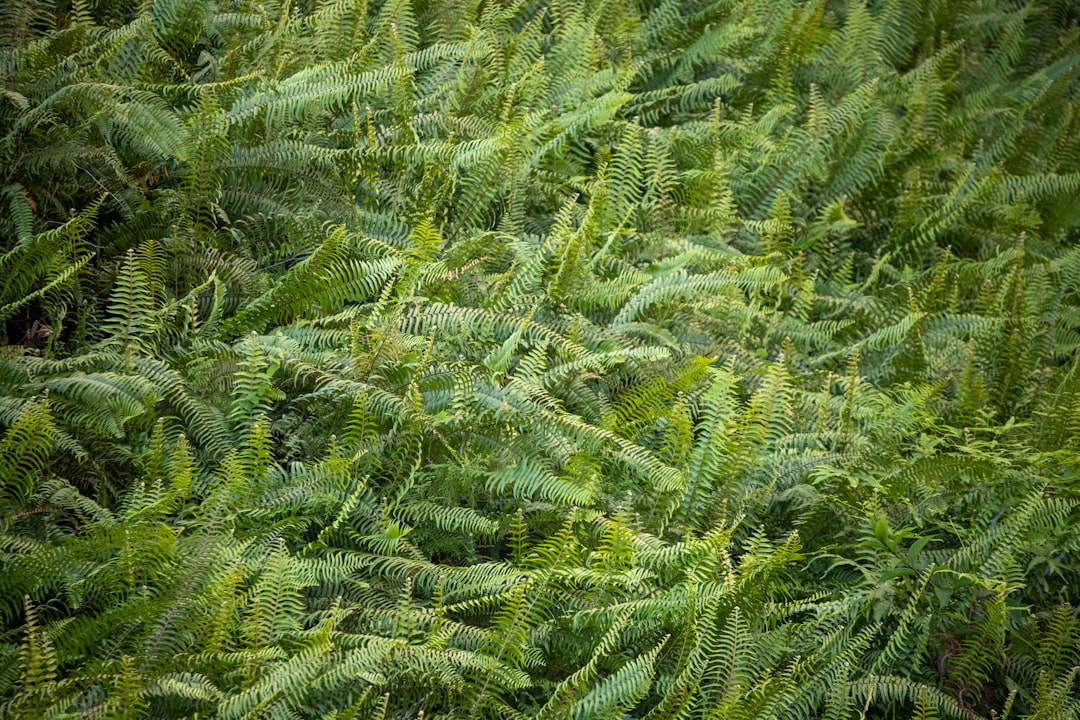 Photo Fern fronds