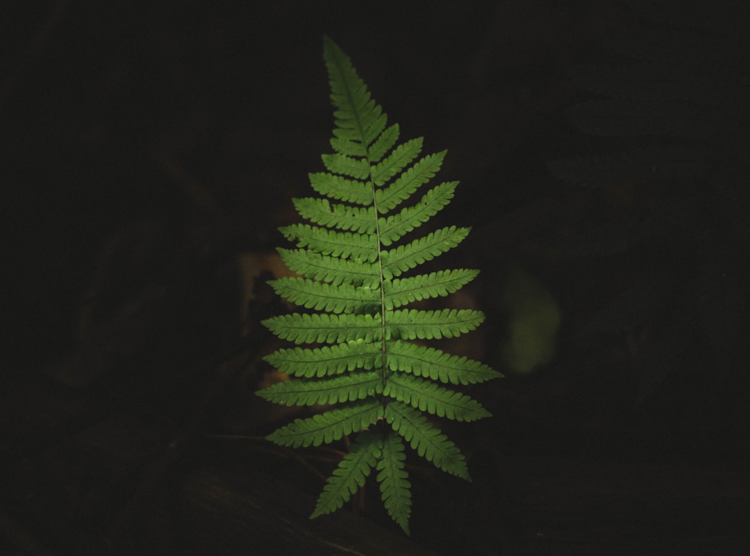 Photo Green fronds