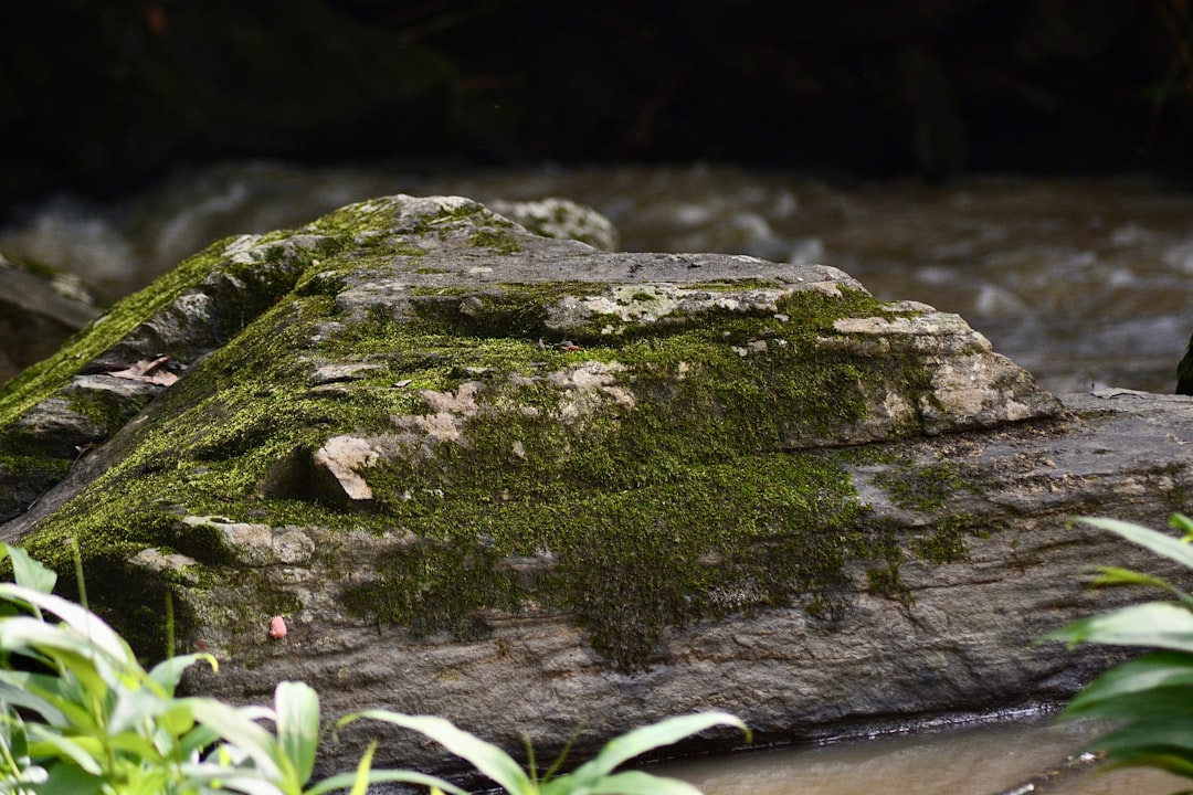Exploring the Fascinating World of Marchantia polymorpha
