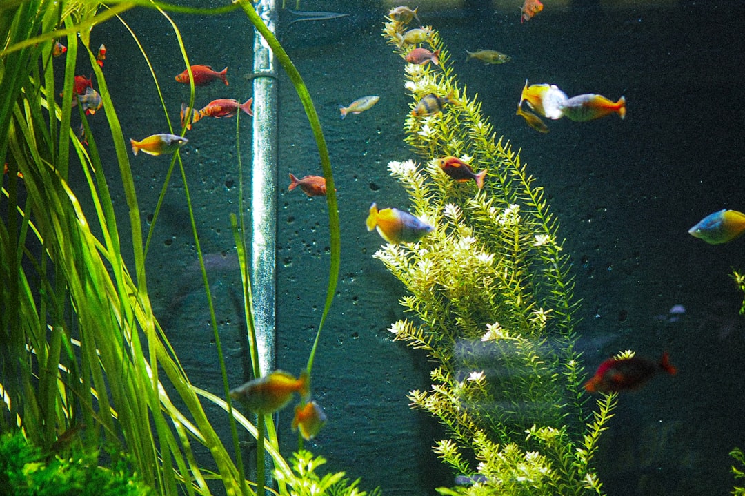 Exploring the Beauty of Riccia fluitans: The Floating Riccia