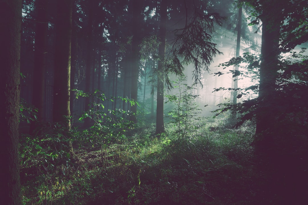Photo Mossy forest floor