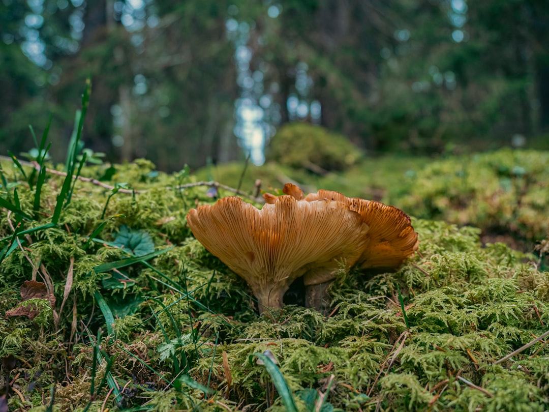 Exploring the Fascinating World of Funaria hygrometrica
