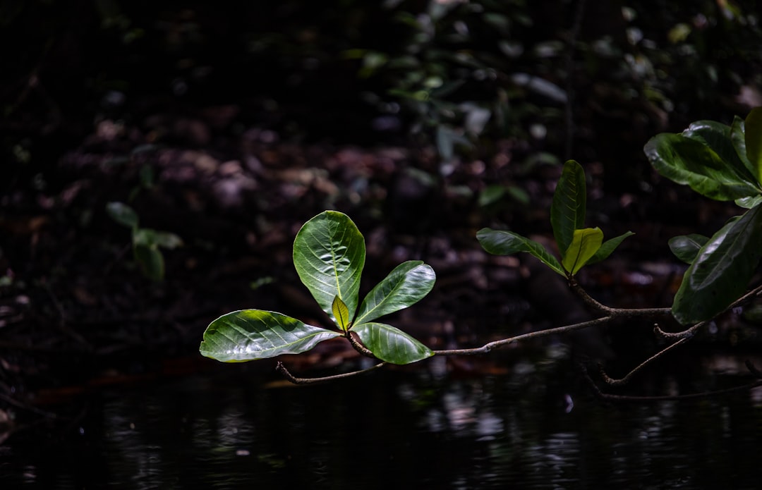 Photo Lush greenery