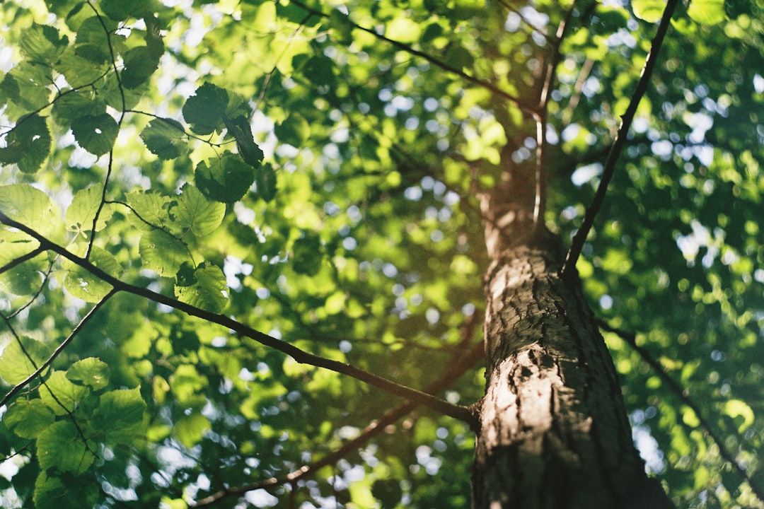 Unveiling the Mysteries of Dendroceros Crispus: The Crisp Tree Hornwort
