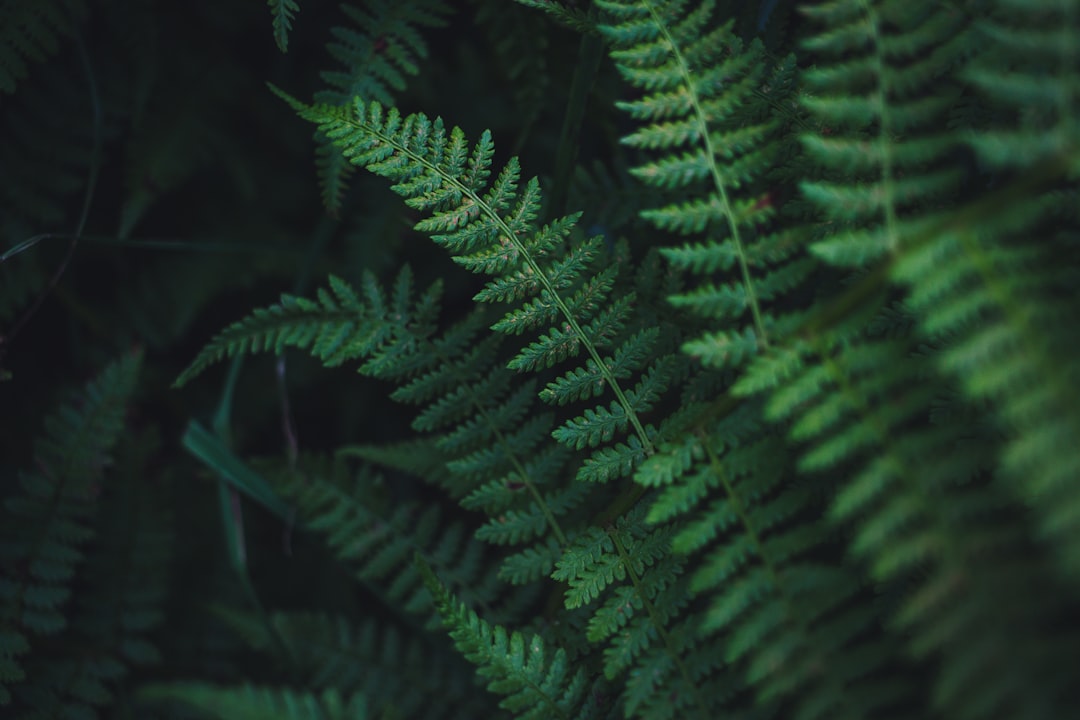 Photo Silver Fern