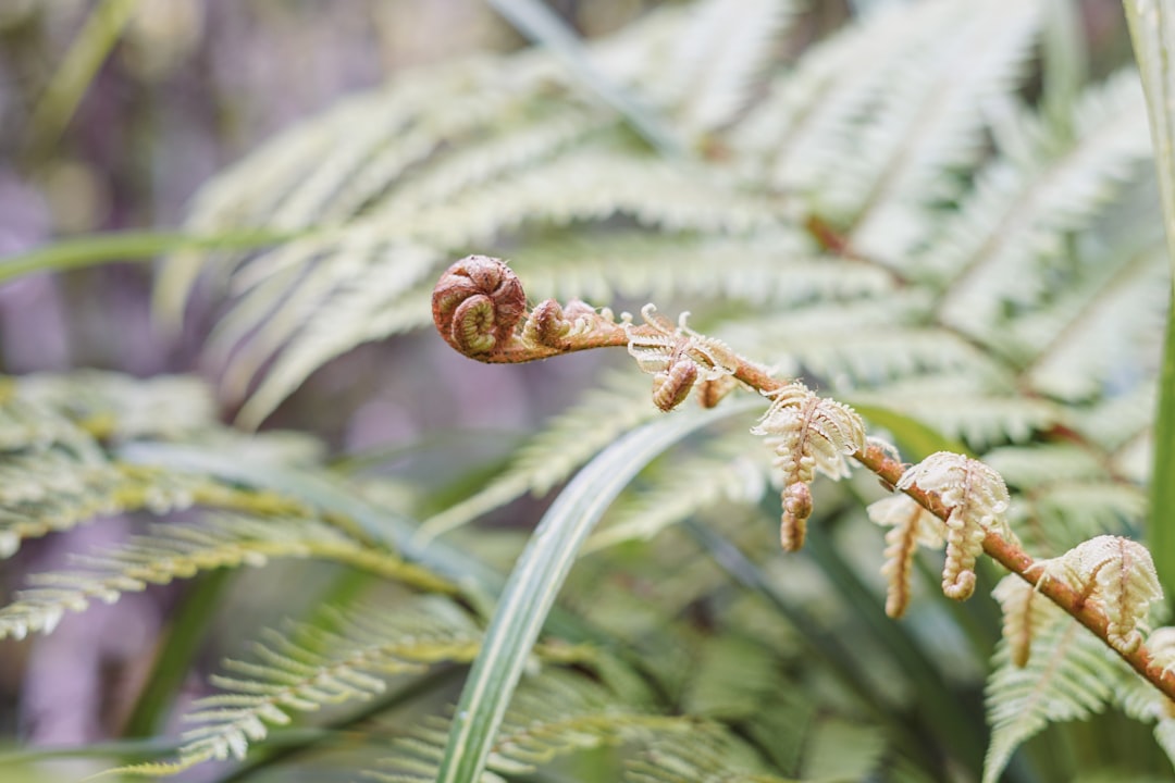Photo Maidenhair fern