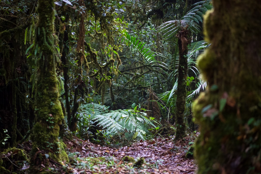 Photo Fern fronds
