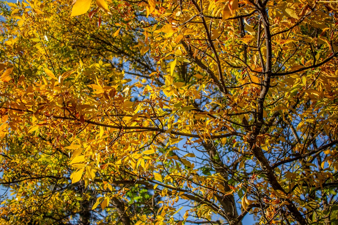 Photo Lush foliage