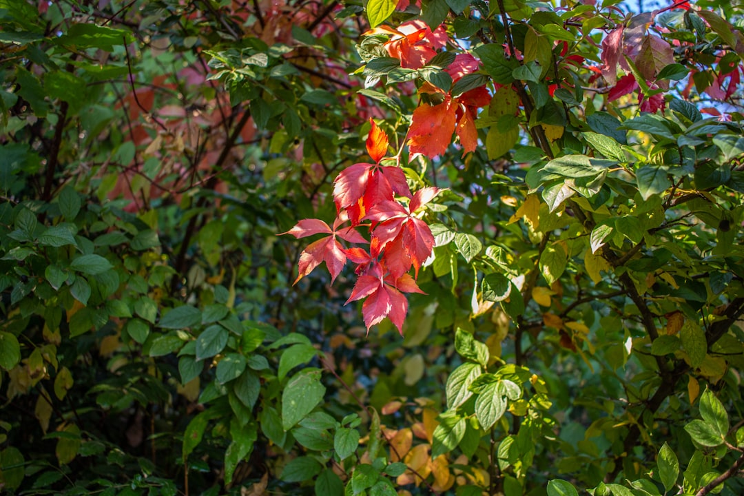 Photo Lush foliage