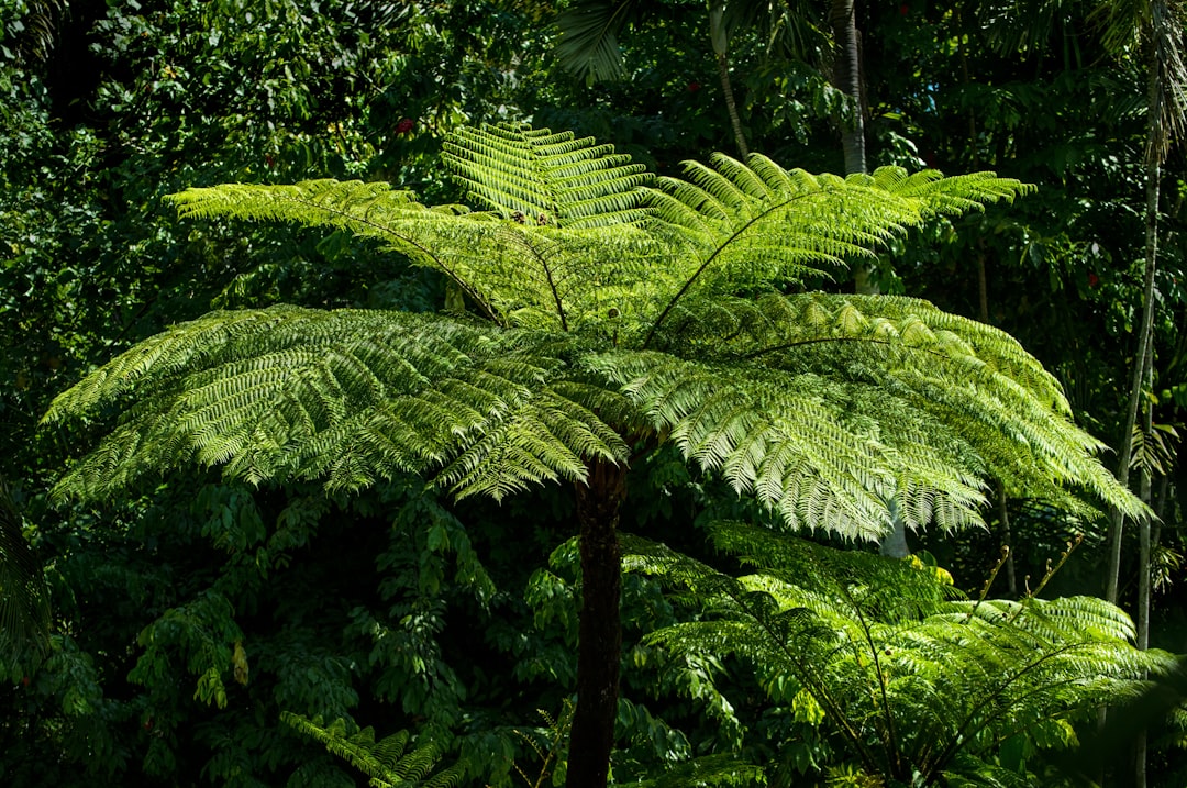 Photo Fern fronds