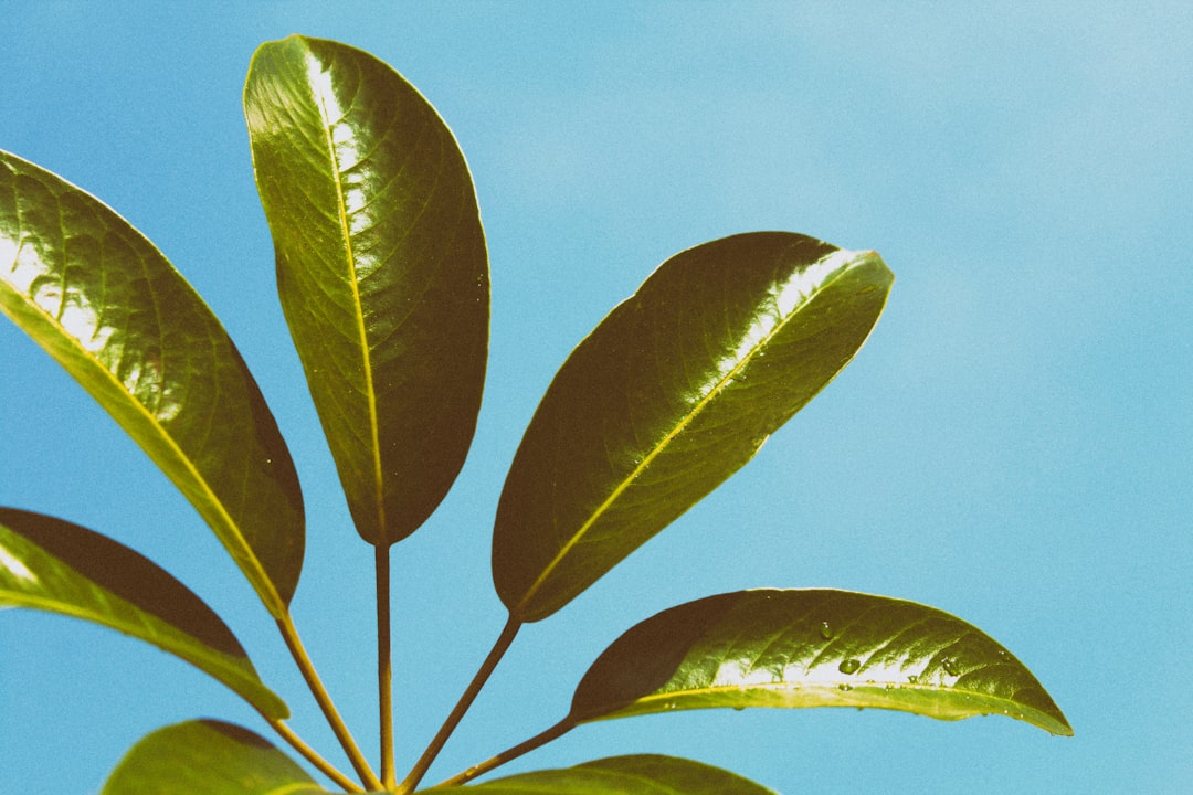 Photo Green plant