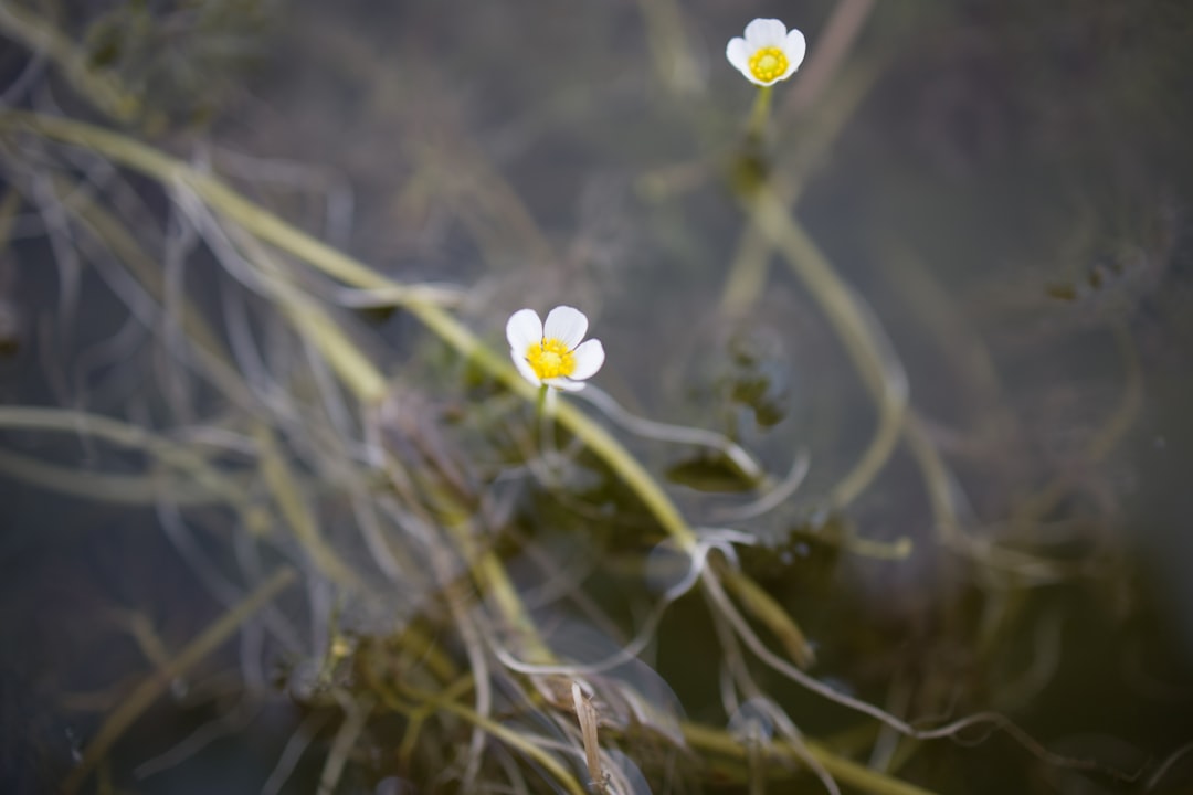 Photo Wetland plant