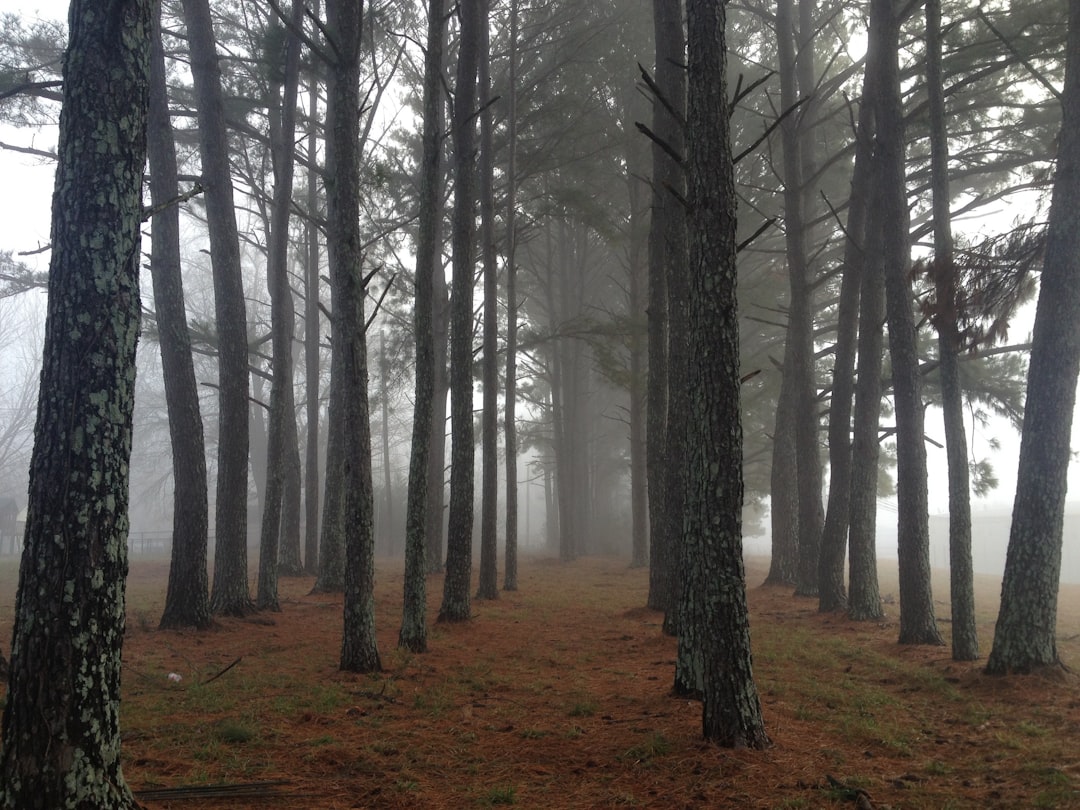 Photo Forest floor