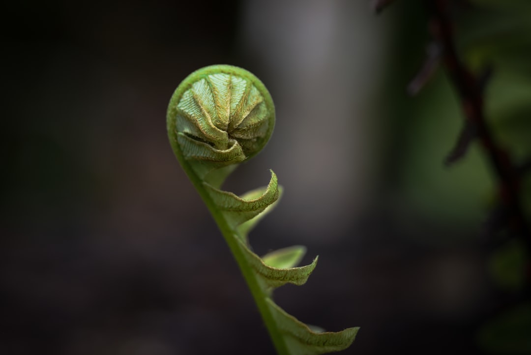 Photo Fern frond