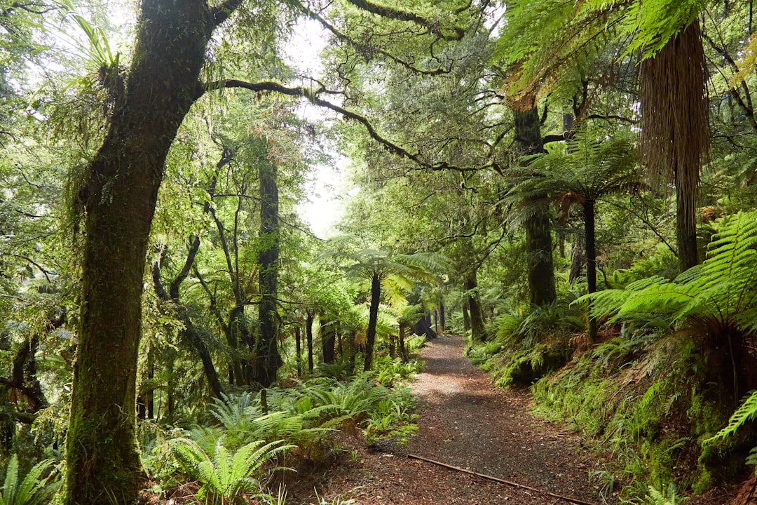 Photo Lush foliage