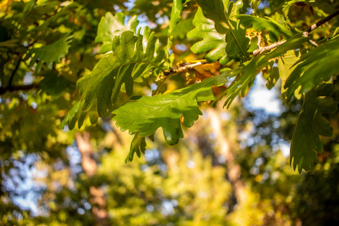 Photo Lush foliage