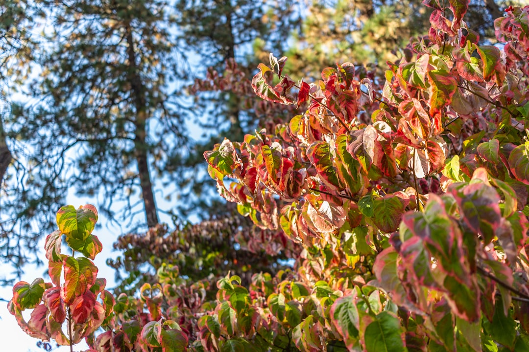 Photo Lush foliage