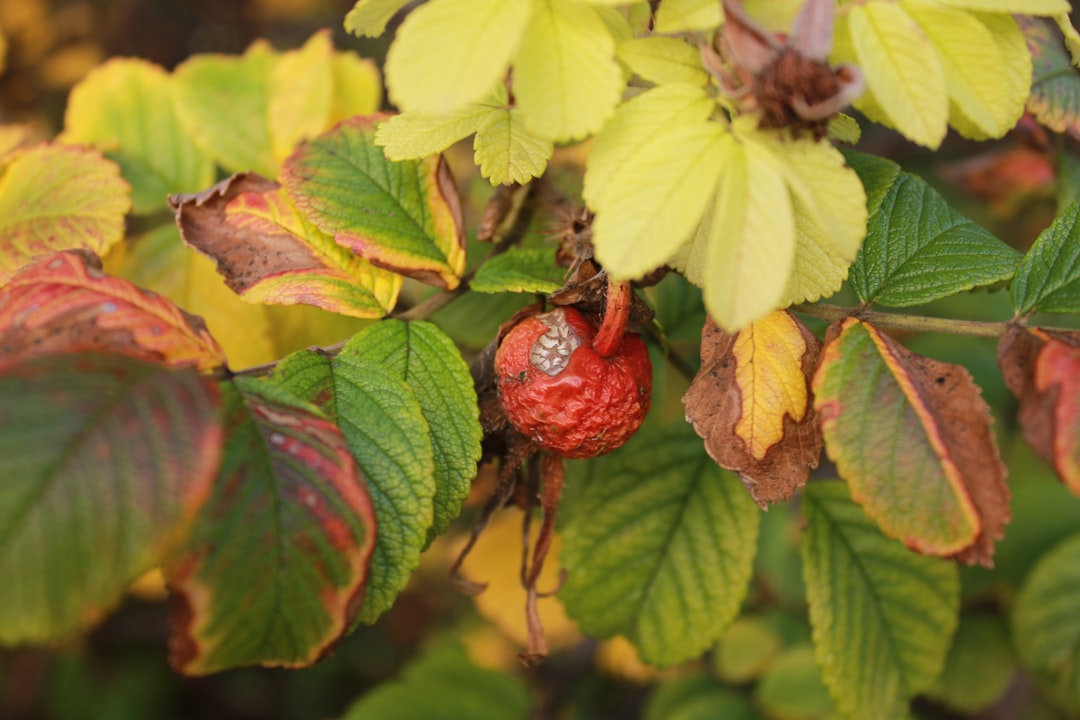 Photo Lush foliage