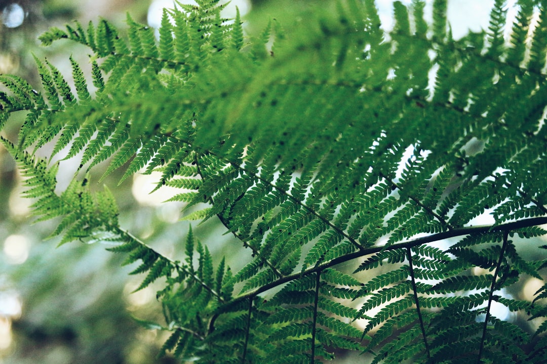 Photo Cinnamon Fern