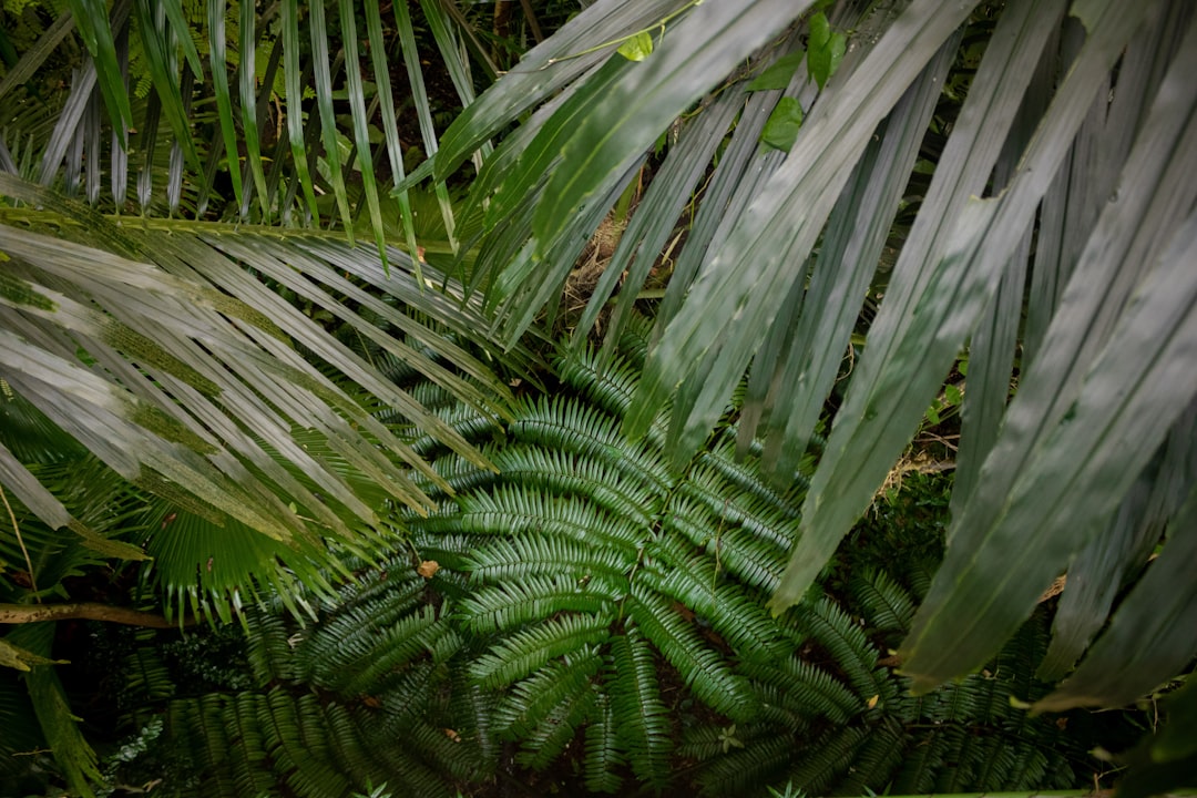 Photo Botanical illustration