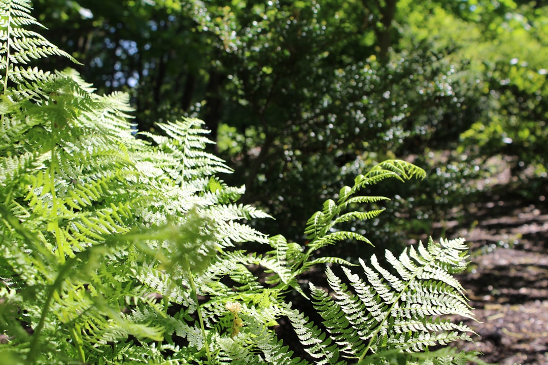 Photo Fern fronds