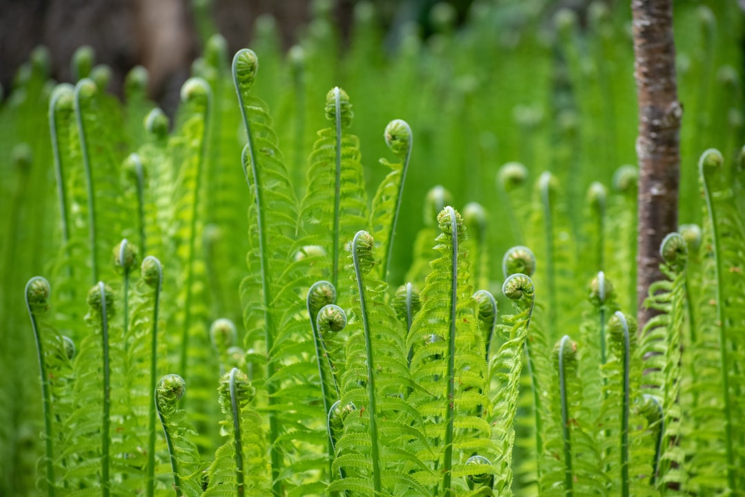 Photo Lush foliage