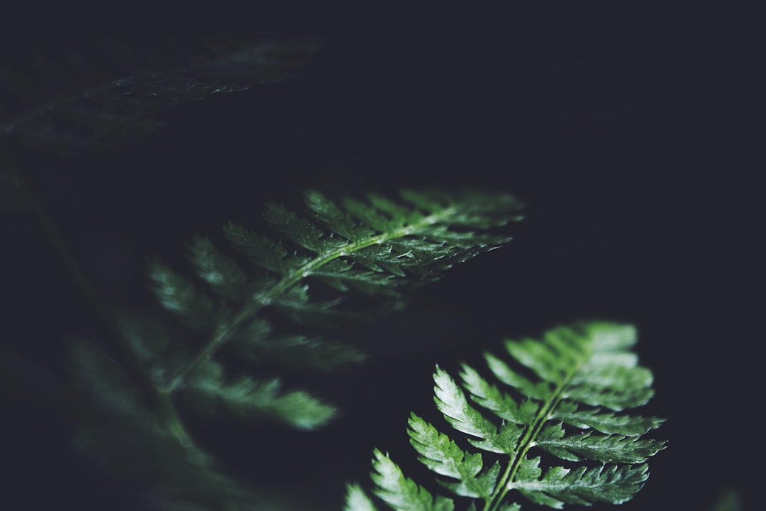 Photo Fern fronds