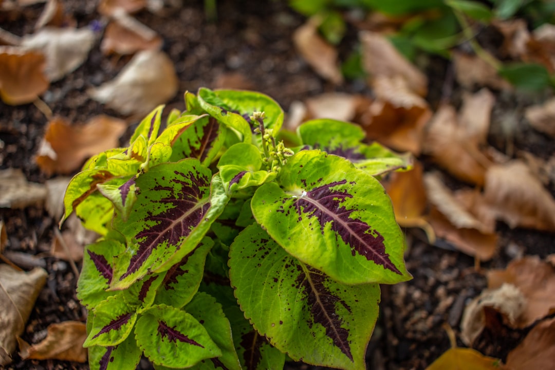 Photo Lush foliage