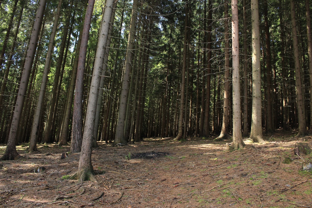 Photo Forest floor