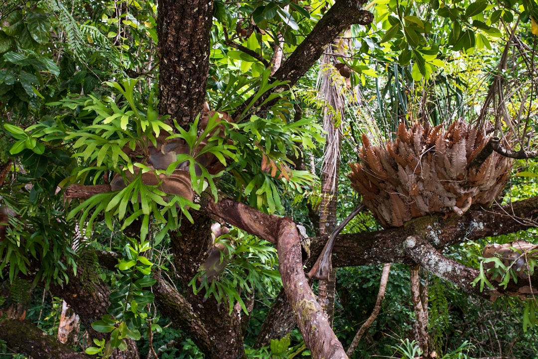 Photo Staghorn Fern