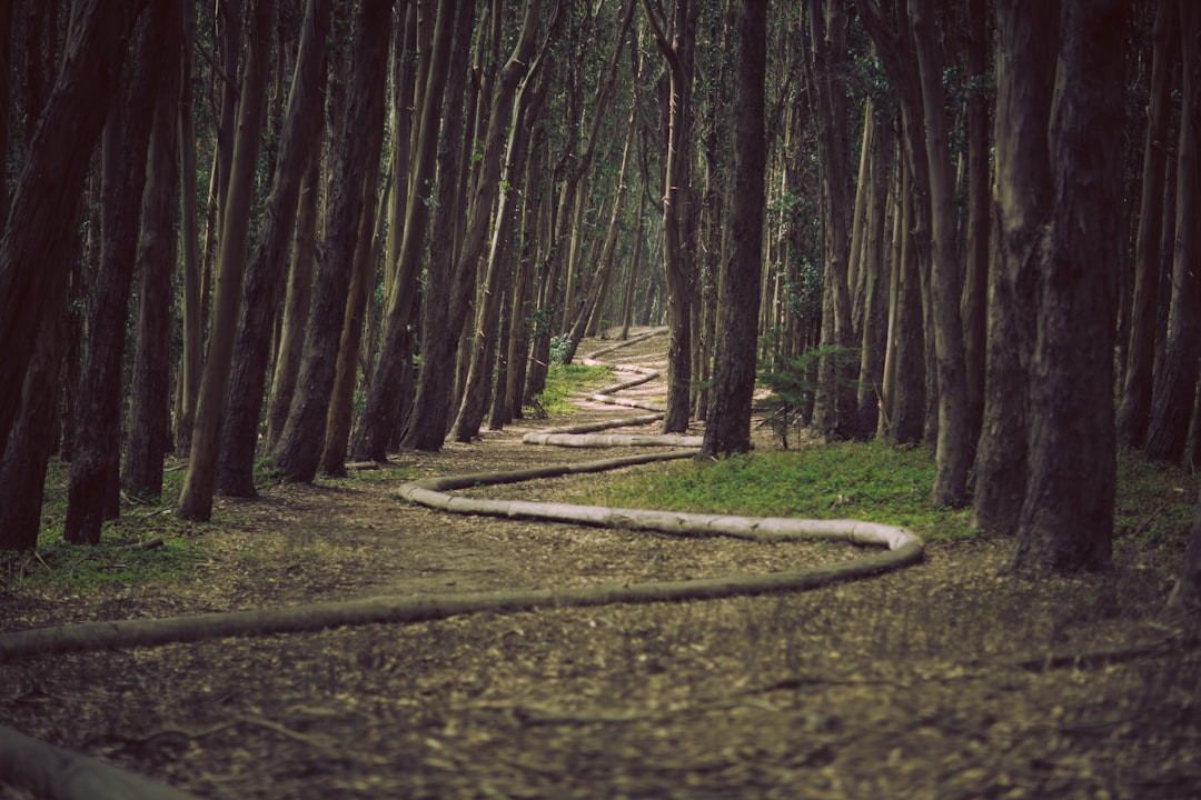 Photo Forest floor