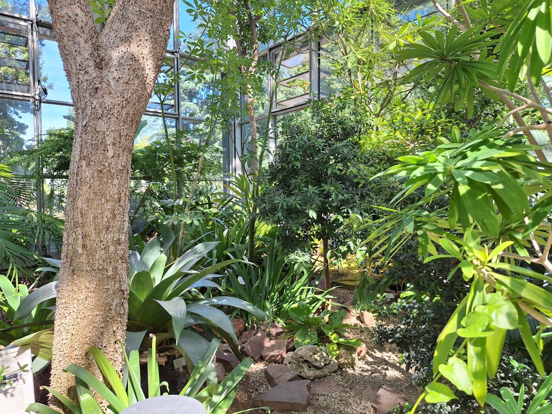 Photo Tropical forest