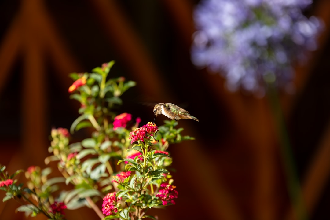 Photo Green foliage