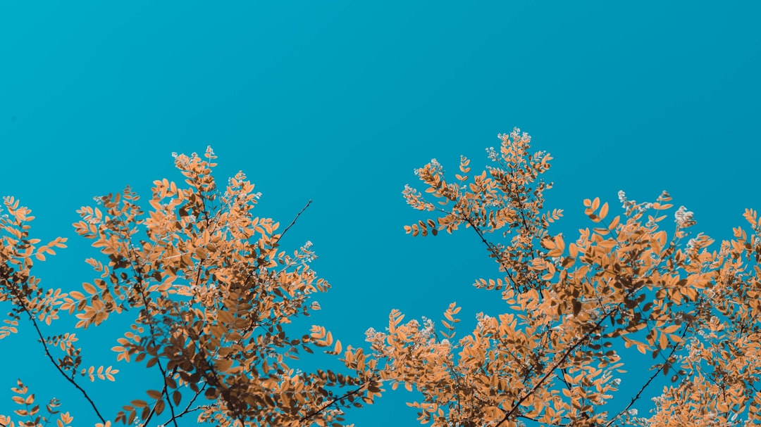 Photo Blue foliage