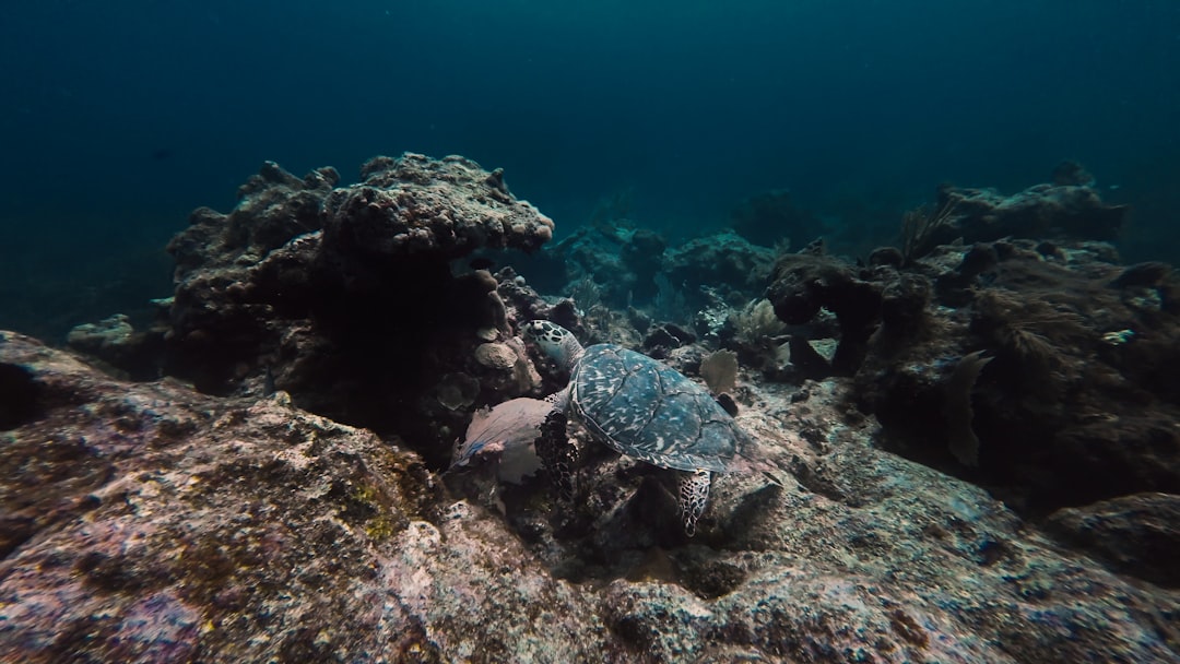 Photo Underwater plant