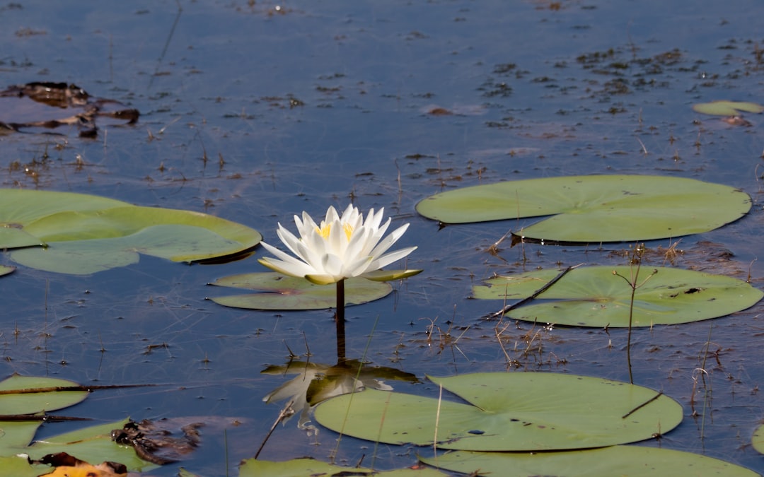 Photo Aquatic plant
