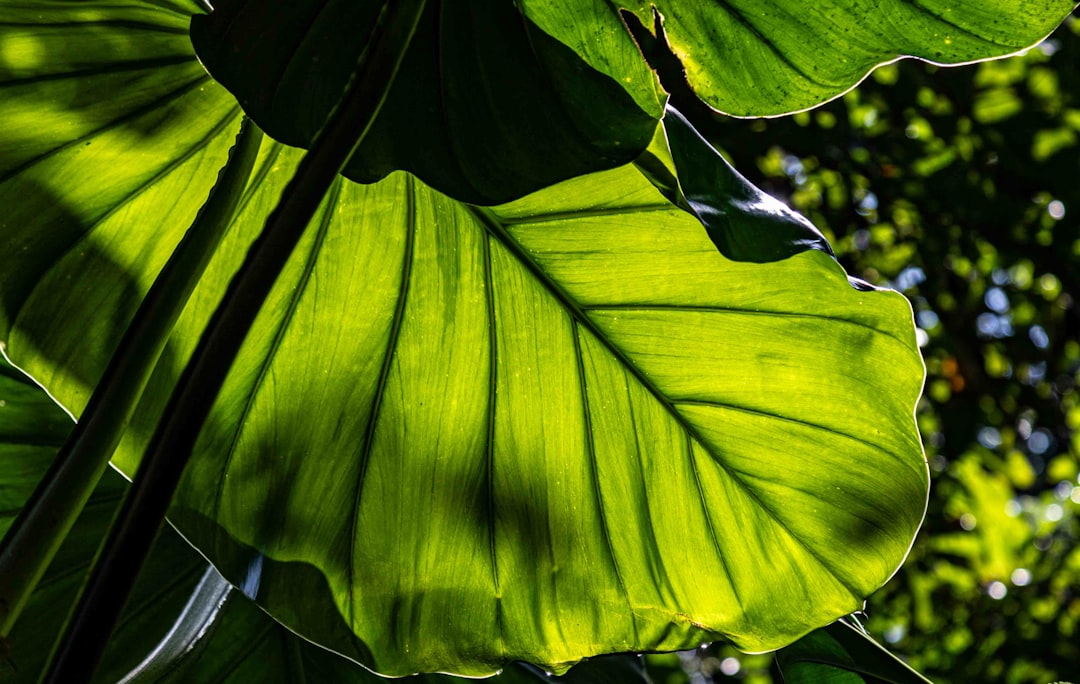Photo Tropical forest