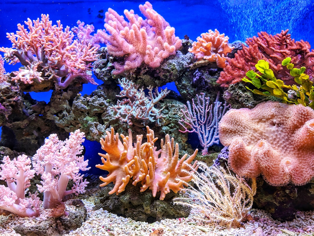 Photo Underwater plant