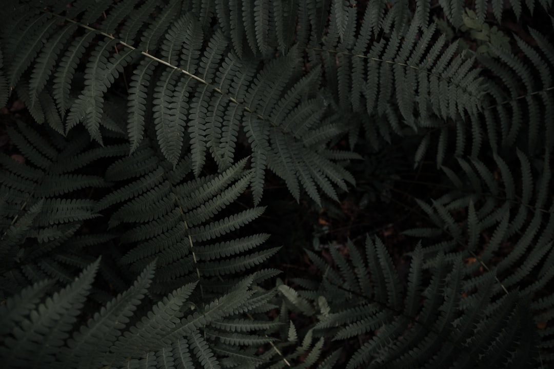 Photo Fern frond
