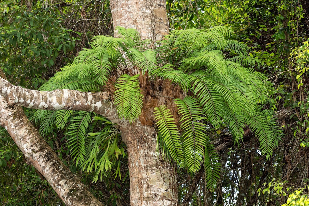 Photo Tree fern