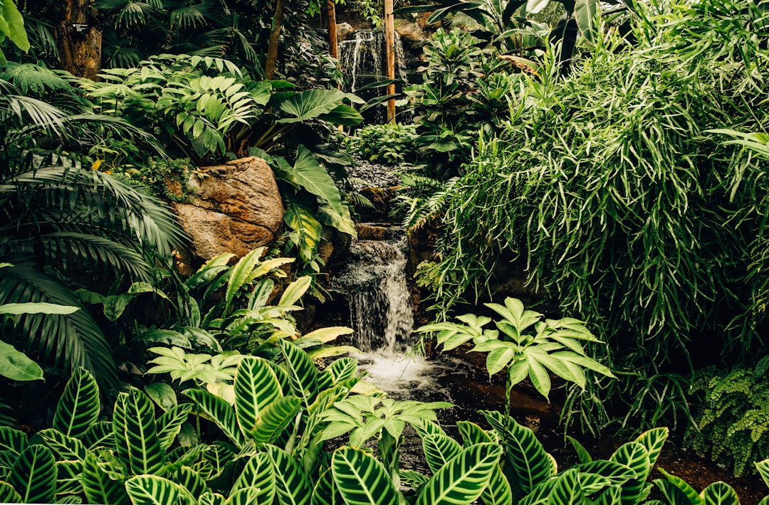Photo Tropical forest