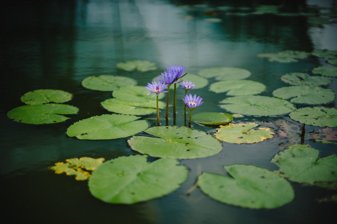 Photo Aquatic plant