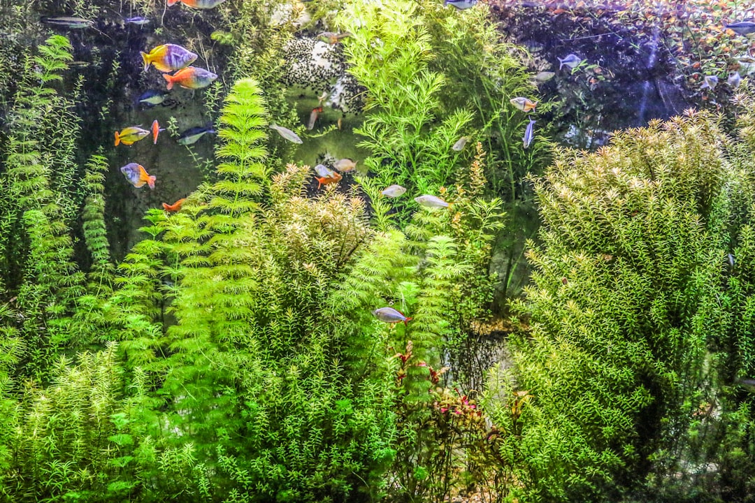 Photo Aquatic plant