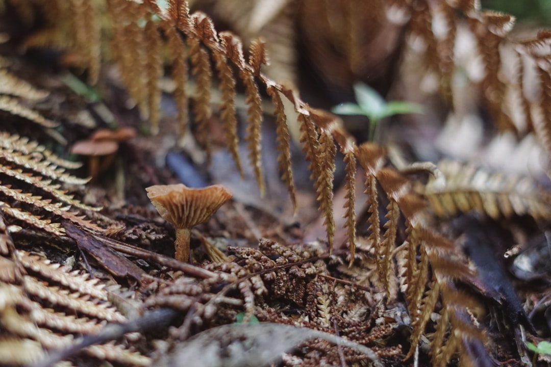 Photo Floating fern