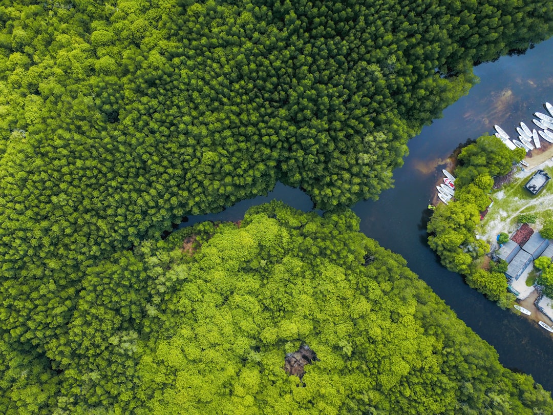 Photo Tropical forest