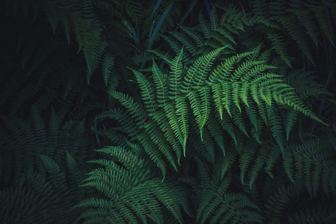 Photo Green fronds
