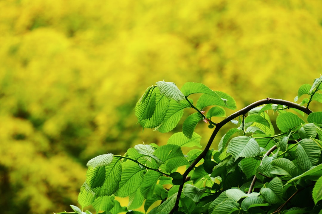 Photo Lush green foliage