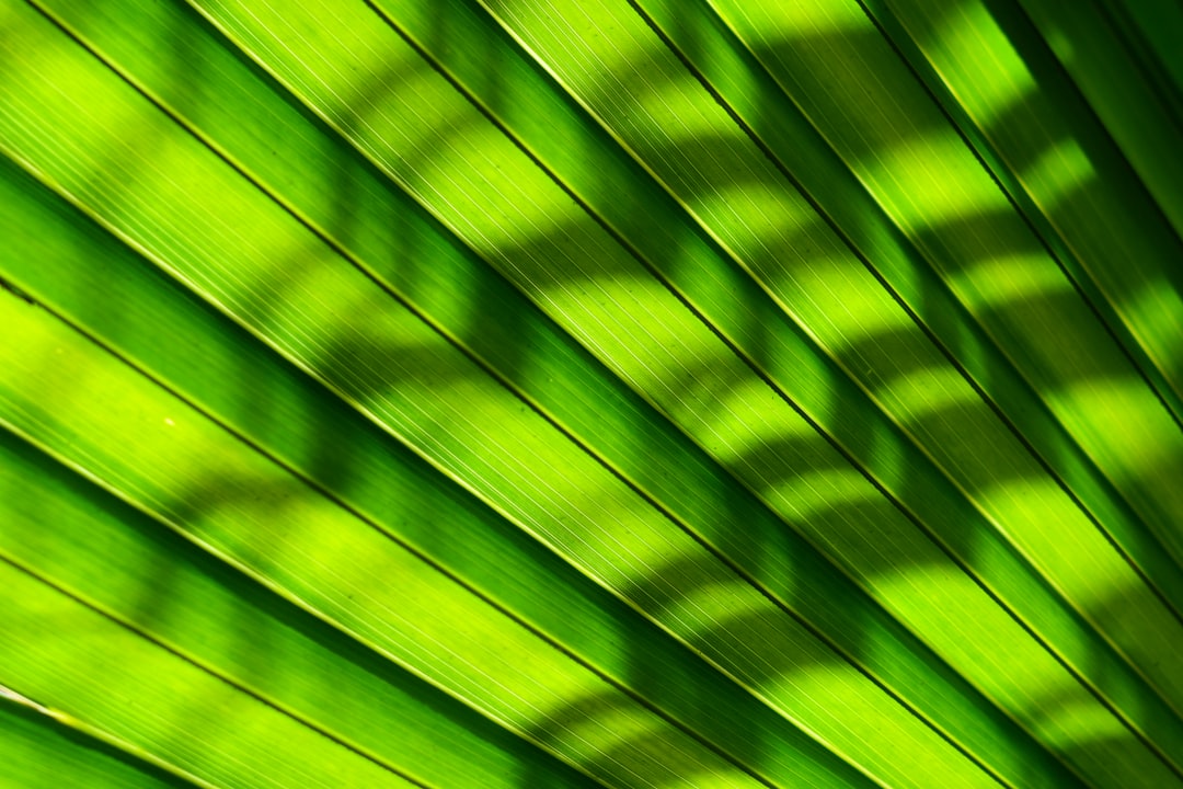 Photo Green fronds